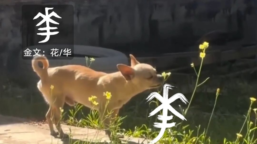一种很新的甲骨文动画🐕～～（已更P2）