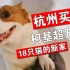 【柿子菌】我们在杭州买房啦！给18只猫1只狗找的新家！