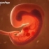 【受精到胎儿出生的动画演示】