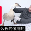 大雁开箱：花175块钱买了一只8斤多重的鸿雁，为什么长的像鹅呢