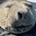摄影师发现了一只爱打喷嚏的海豹，还给它做了个合集...