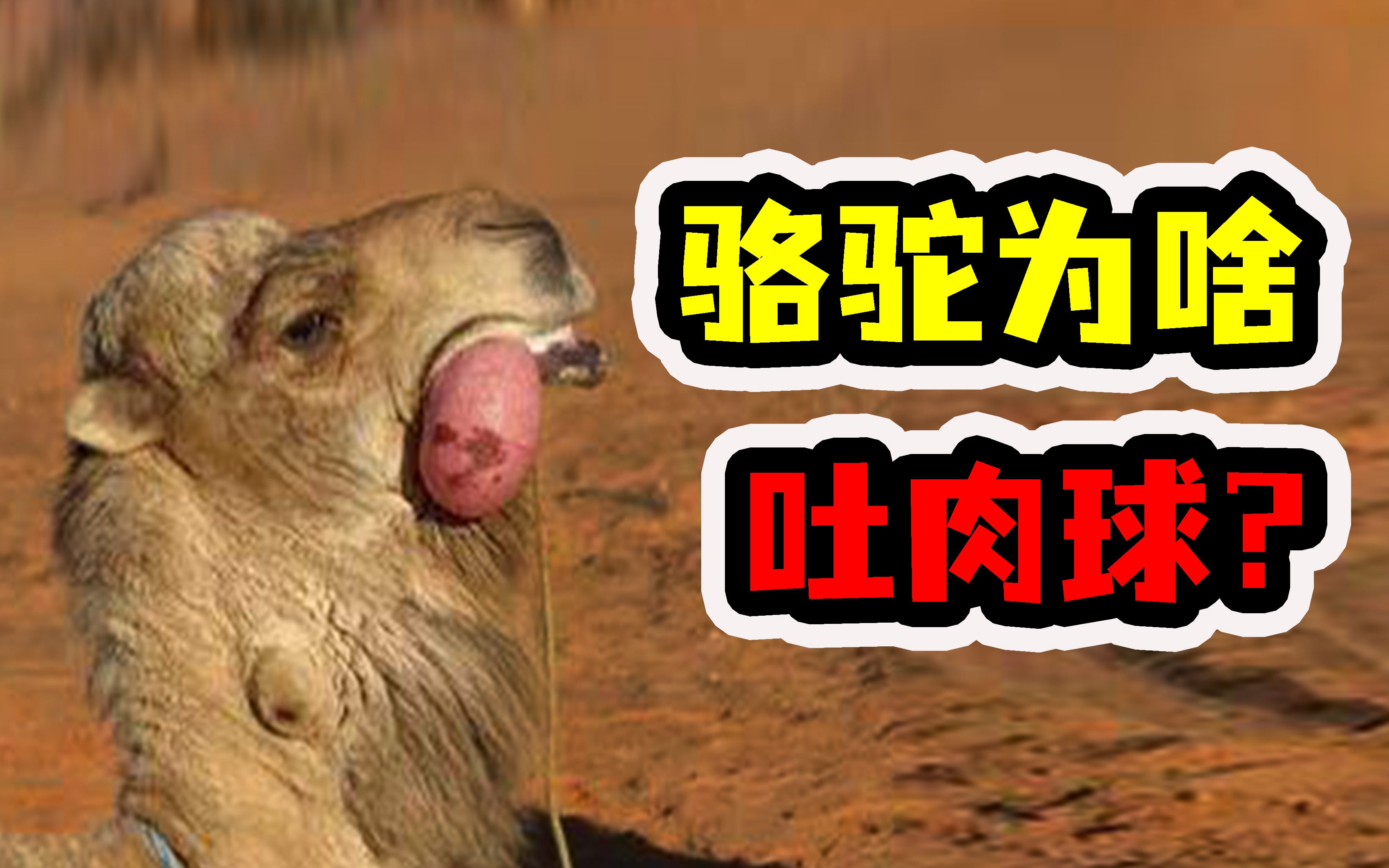 澳大利亚骆驼泛滥成灾，却限制不了，为什么不吃骆驼肉？ – 琪琪看新聞