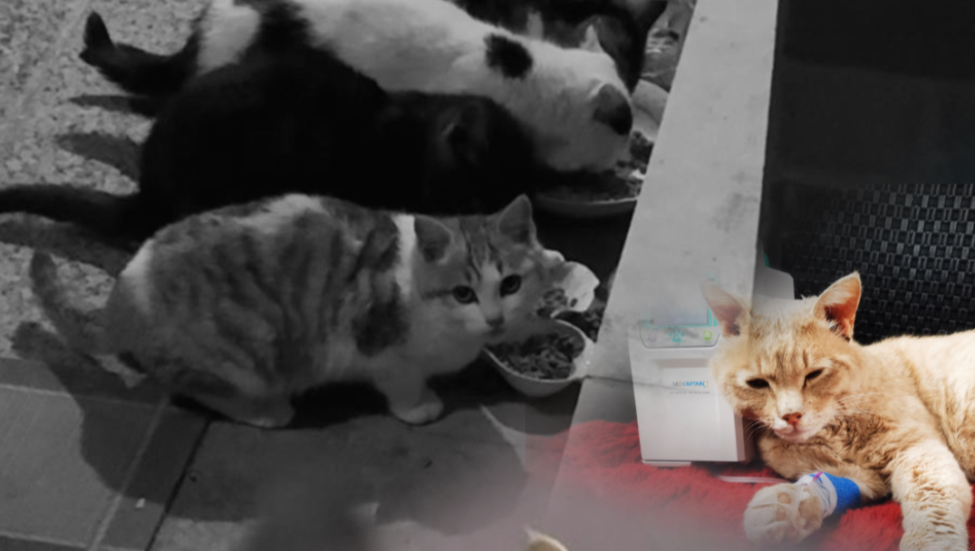 一夜之间，走了5只猫……