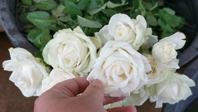 b8b7d6daea33e87a6257cb9abf00b3ab6fec3834.jpg@280w_158h_1c_100q.jpg