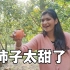 带佳音去勾柿子，给她高兴坏了：在中国实现柿子自由！