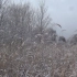 【NoRi】令人心安的声音3_下雪的芦苇地和鸟叫声