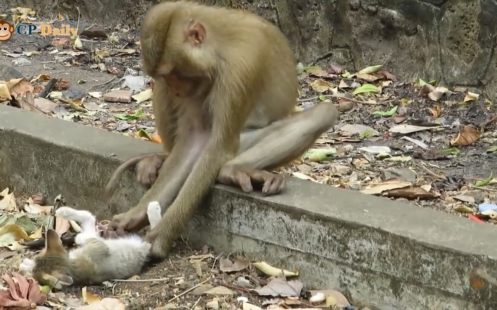 流浪猫被猴子控制，反复折磨奄奄一息，太残忍了！