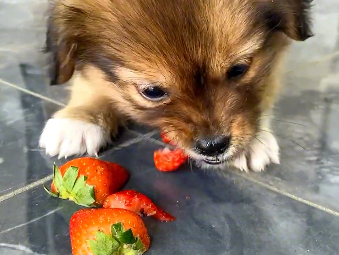 这是我的小狗，爱吃草莓的小狗。