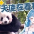 日本萝莉天使看大熊猫的迷惑行为大赏 被萌化了