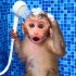 有趣的小猴子：爱干净的小猴子正在洗澡，小鸭子按门铃它听得到？