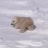 你听过小北极熊的叫声吗？