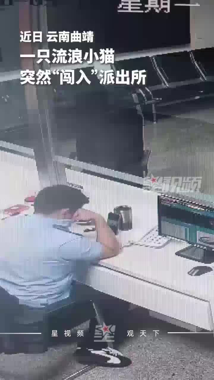 一只流浪小猫“闯入”派出所，淡定蹲守在民辅警身边，成暖心搭档
