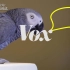 科普小视频：你有想过鹦鹉为什么能学会说话吗？