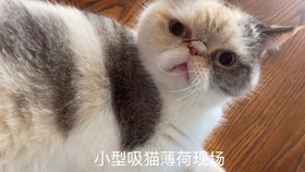 b9337d9be361a077faf69f6e2626e89cd14a04f9.jpg@280w_158h_1c_100q.jpg