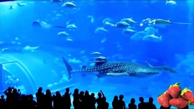 蓝鲸有哪几部分组成 b93cac9a46c8479c3c5105ab8c143f6c25b81ad7.jpg@280w_158h_1c_100q.jpg