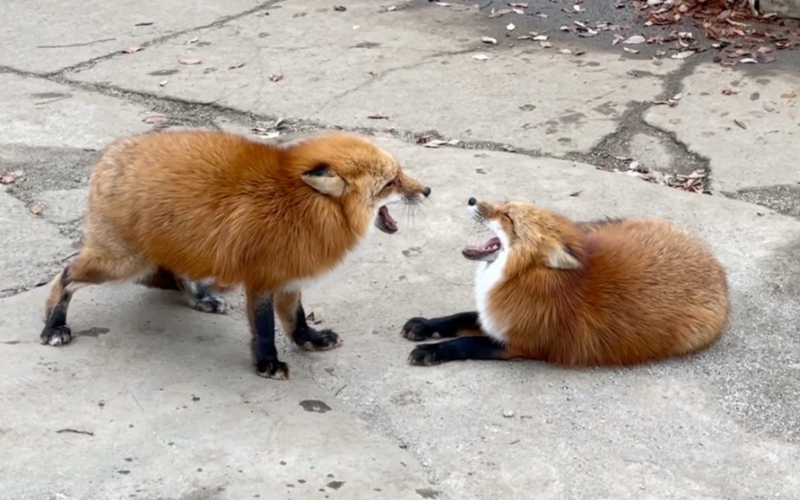 狐狸是怎么吵架的