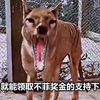 9种灭绝动物的最后影像，其中一种被晒灭绝！你见过吗