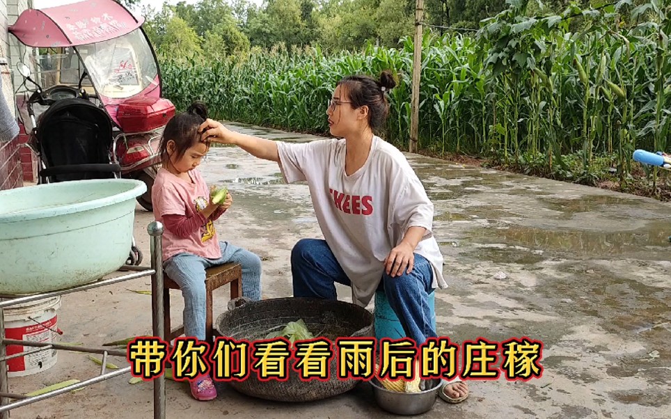 【四川农村.娘家生活】洪水退去，又下起大雨，庄稼玉米倒成一片。