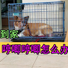 新狗到家，总是哼唧乱叫怎么办