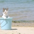 小猫咪第一次亲近大海