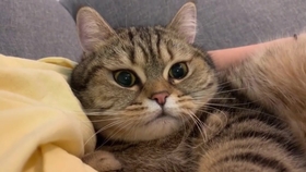 怎么看小猫咪是不是怀孕了 b9b3b71bc2cb09c2cdce243573b38e0c24287196.jpg@280w_158h_1c_100q.jpg