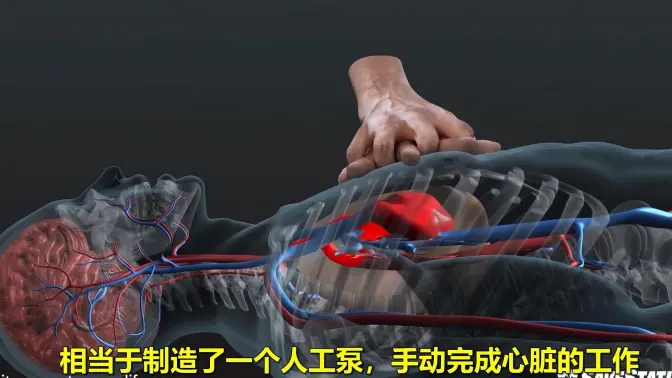 3D动画演示：当你实施心肺复苏时，被救者体内发生的变化