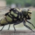 vivo s7手机拍蜻蜓，它是用屁股呼吸的？