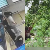 中学生路边发现可疑植物，采摘3颗报警，民警怒抓种植者：是大麻