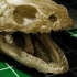 【标本制作1】将古代多鳍鱼（恐龙鱼）尸体丢入面包虫群，竟制作出这样的标本！