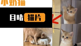 b9df06c680e512f7d54d2f3de889fb2b5a22caab.jpg@280w_158h_1c_100q.jpg