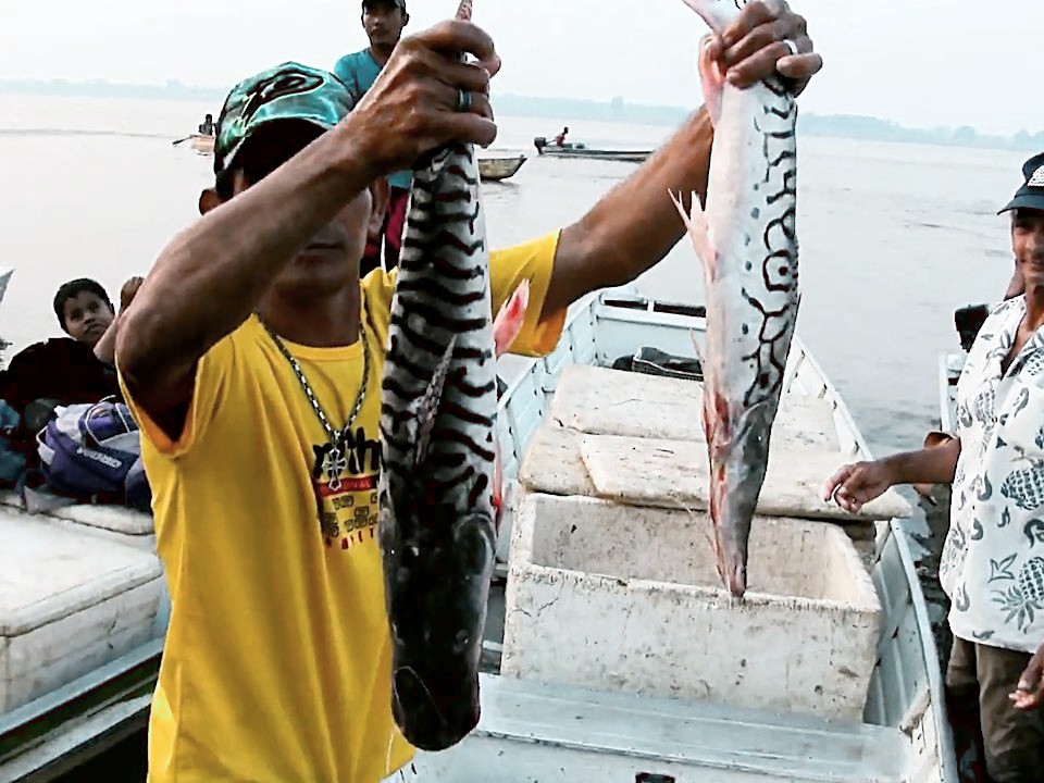 亚马逊渔民组队捕大鱼