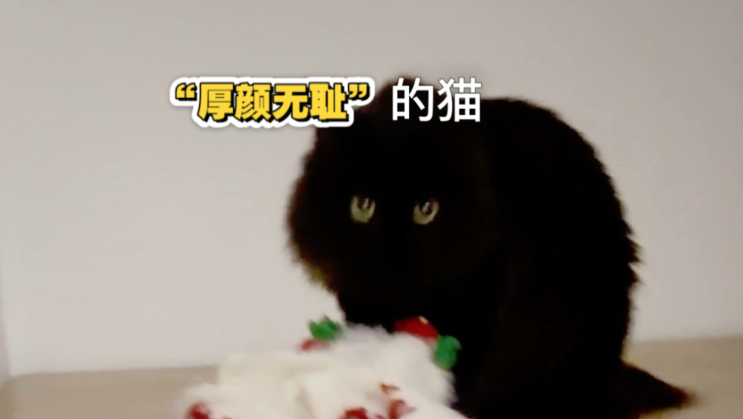 这算不算最“厚颜无耻”的猫