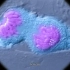 【生物小短片】高中生物 染色体和着丝点Chromosome and Kinetochore