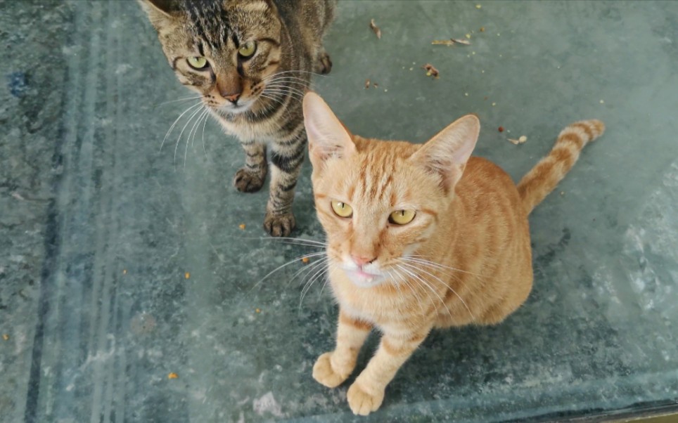 橘猫和狸花猫的晚餐