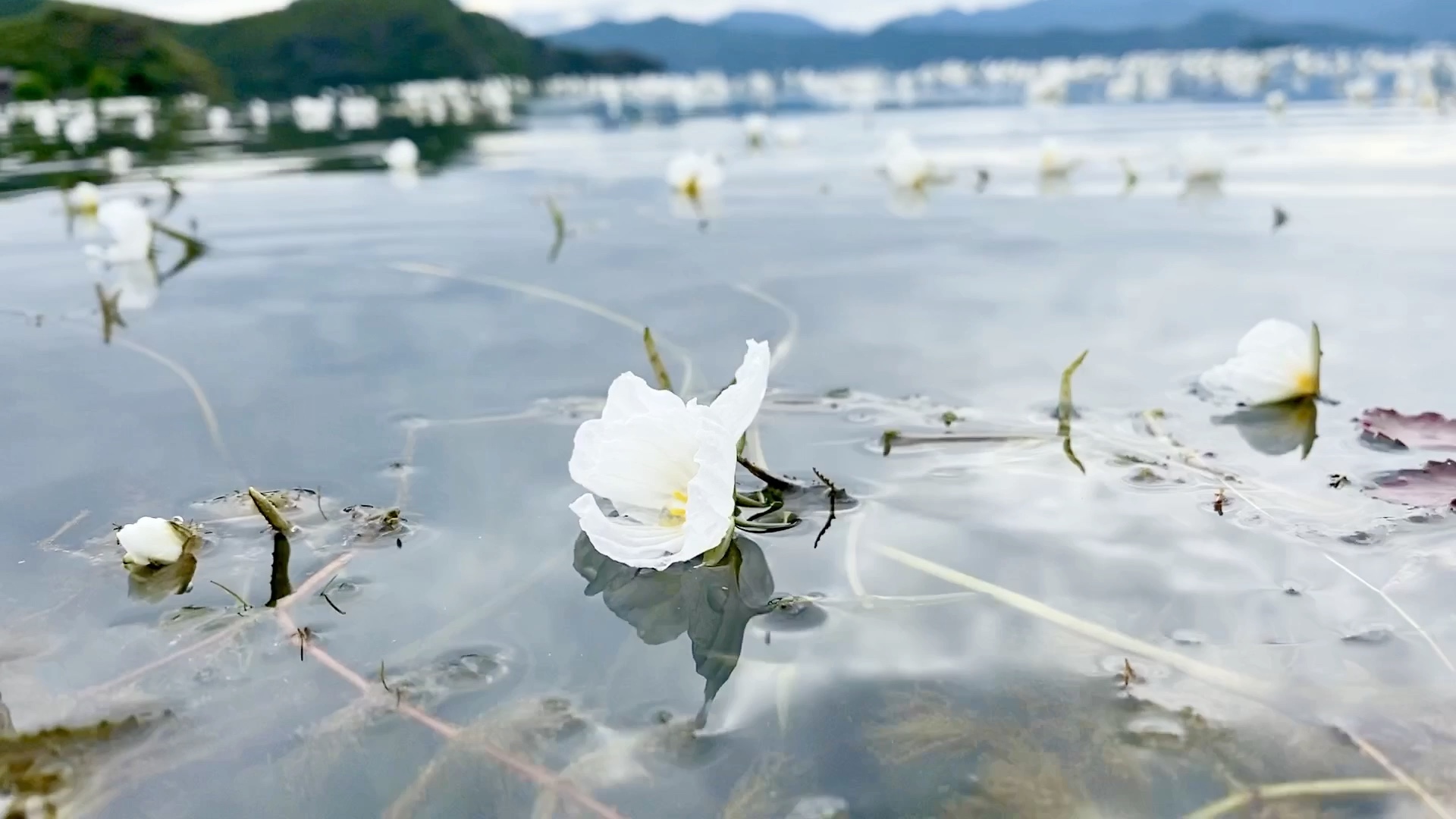 水性杨花：泸沽湖中的绝世仙子 - 知乎