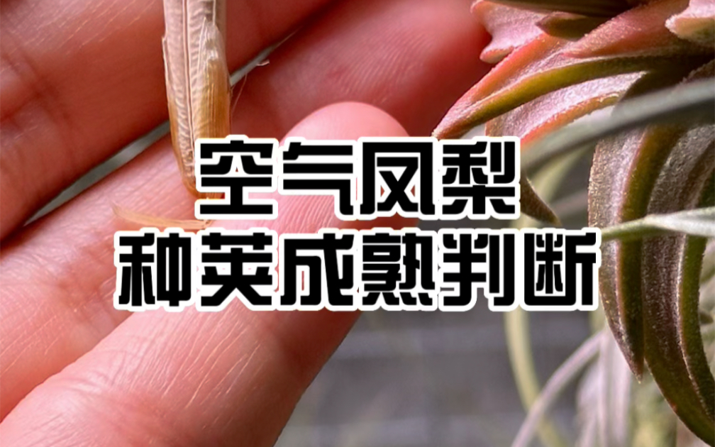 空气凤梨｜种荚成熟判断