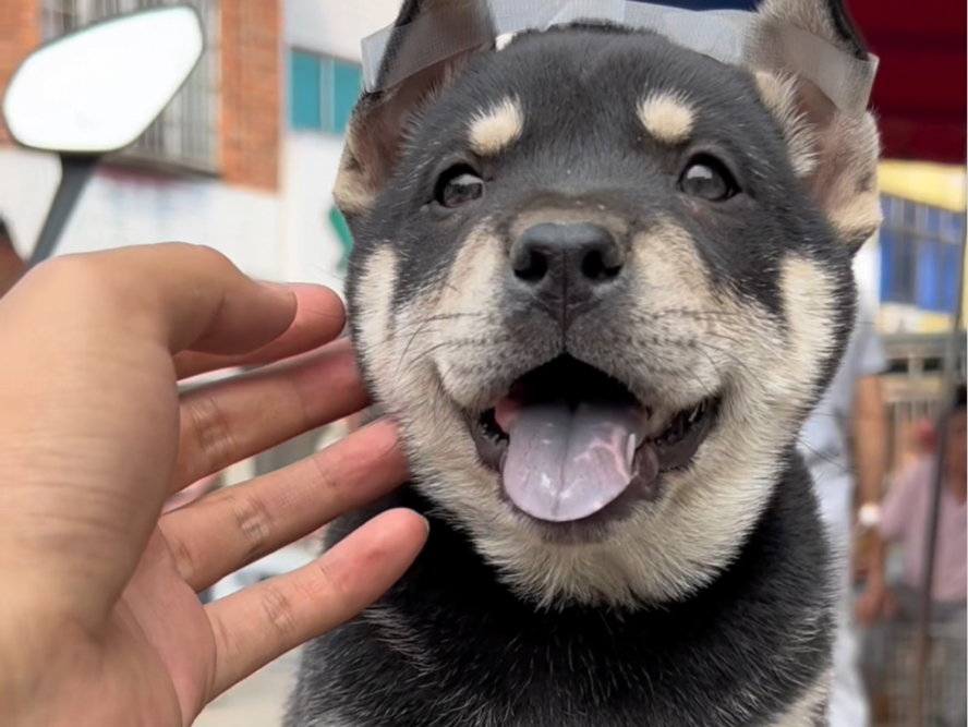 怎么挑好一只田园犬，这只狗情绪比我都稳定