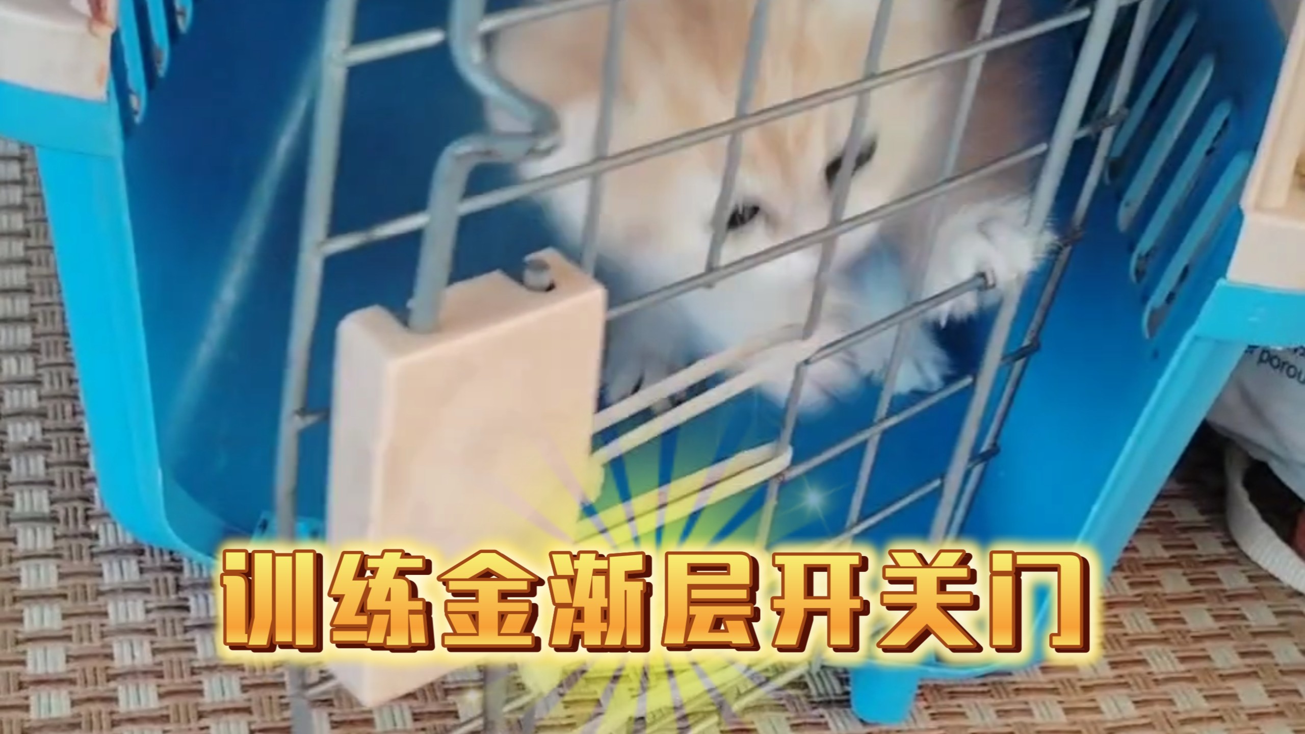 训练靠颜值没脑子的金渐层上车开关门