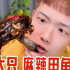 百万粉丝要看的麻辣甲鱼