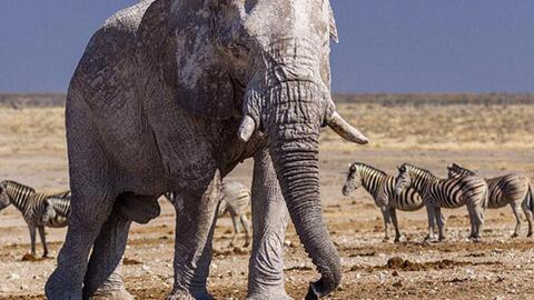 蓝鲸有多大实拍 ba574a15692fdeb0766afc267d5c0e5d53c281c0.jpg@480w_270h_1c