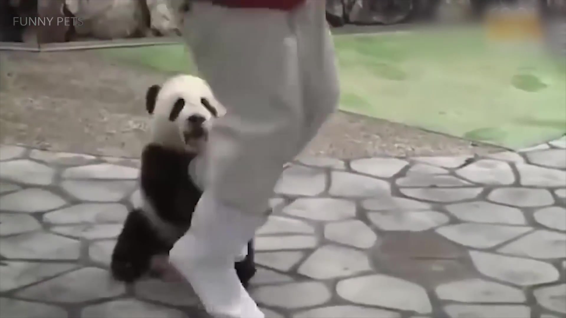 baby panda [funny pets] 评论查看删除日志 官方微信