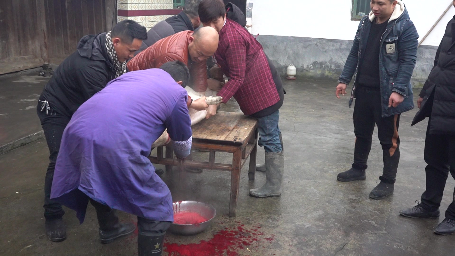 活动作品湖南湘西农村过年杀年猪有血腥场面