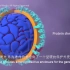 【中英字幕】冠状病毒是如何感染人体的COVID-19 Animation- What Happens If You Ge