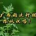 在广西的这种植物你认识吗？