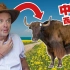 全球最好吃的牛肉在日本吗？不对！就在中国西北!【青甘VLOG 1/3】