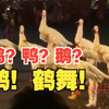 鸡？鹅？鸭？No！这是珠海三灶鹤舞