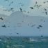 [中英字幕]500万只海鸟俯冲进海捕食！壮观