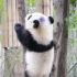 7个月大的熊猫宝宝，站都站不稳还要学人家打架