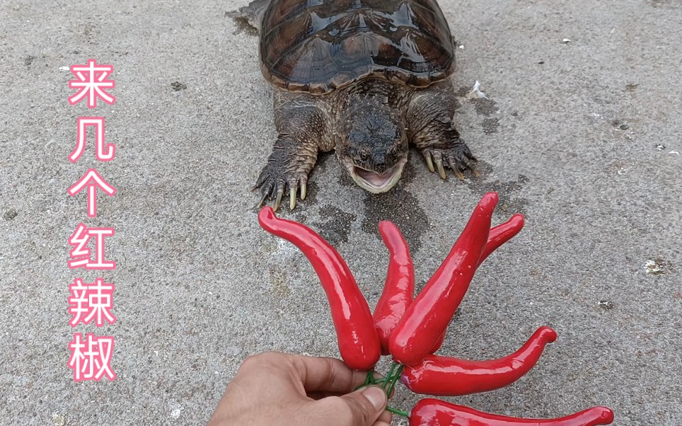 给鳄鱼龟来几个红辣椒。看看他是什么反应