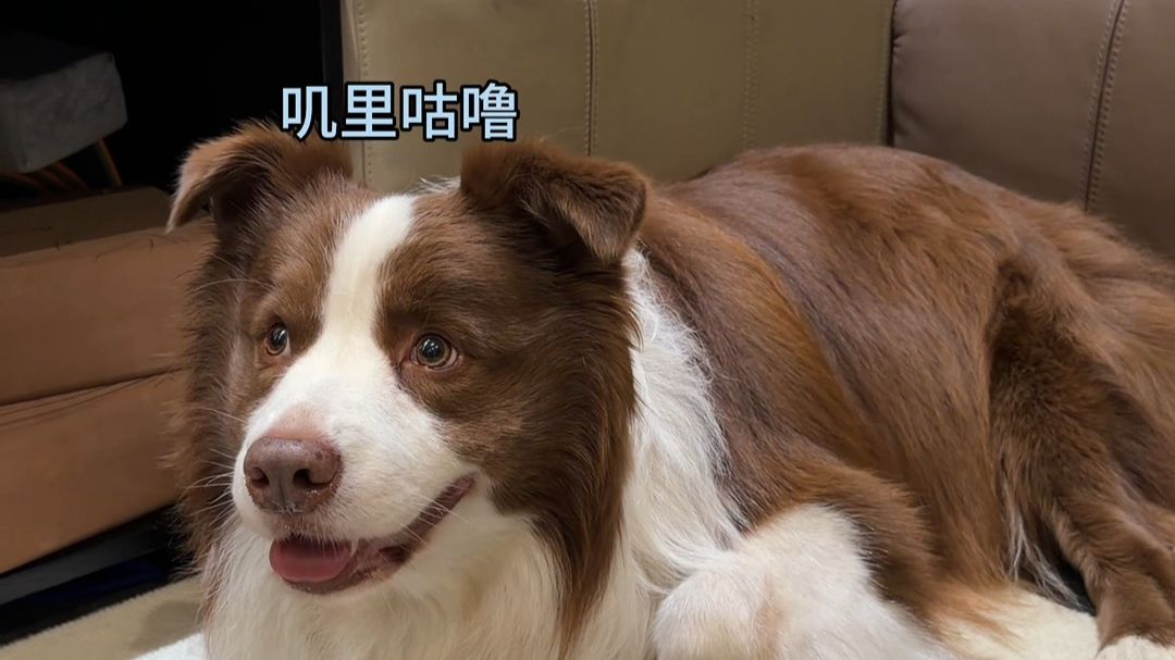 鱼仔：骗局！这绝对是一场骗局！